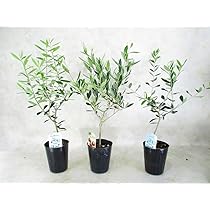 615LaXR+kzL._AC_UL210_SR210,